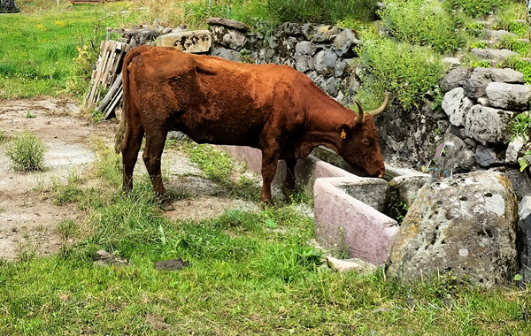 Des abreuvoirs pour l’élevage