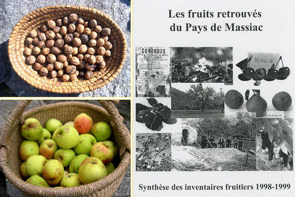 Les fruits traditionnels du Pays de Massiac