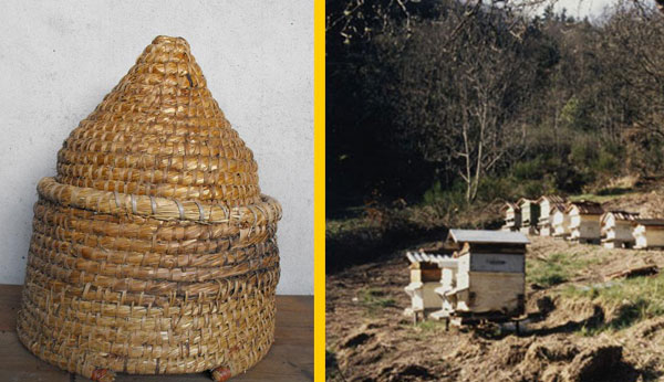 Des ruches en paille aux ruches à cadres