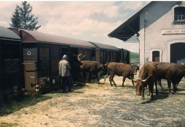 Le transport des vaches en train vers les estives