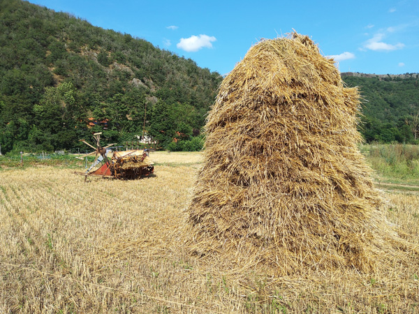 La mise en pignon ou plangeou (5)