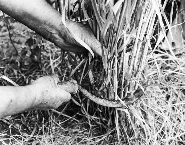 Avec la faucille, la récolte des céréales par poignées (2)