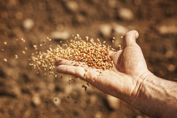 Les semailles, moment clé de la vie agricole (1)