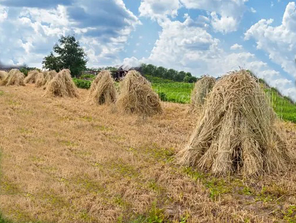 La mise en moyettes des gerbes de blé (3)